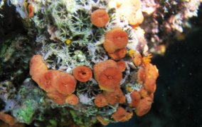 Orange Cup Coral - Tubastraea coccinea