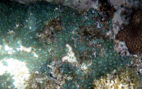 Mat Zoanthid - Zoanthus pulchellus