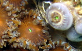 Mat Zoanthid - Zoanthus sp.