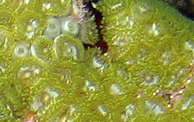 Mat Zoanthid - Zoanthus pulchellus