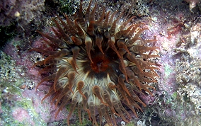 Red Warty Sea Anemone - Bunodosoma granulifera