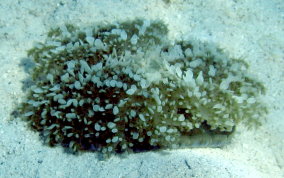 Upsidedown Jellyfish - Cassiopia frondosa