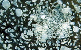 Upsidedown Jellyfish - Cassiopia frondosa