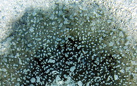 Upsidedown Jellyfish - Cassiopia frondosa