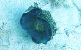 Upsidedown Jellyfish - Cassiopia frondosa