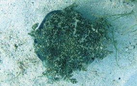Upsidedown Jellyfish - Cassiopia frondosa