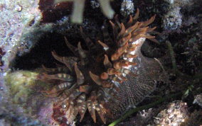 Red Warty Sea Anemone - Bunodosoma granulifera