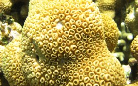 White Encrusting Zoanthid - Palythoa caribaeorum