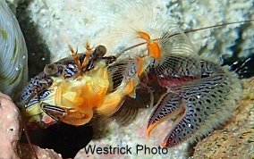 Banded Blue Porcelain Crab - Petrolisthes caribensis