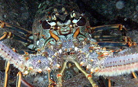 Caribbean Spiny Lobster - Panulirus argus