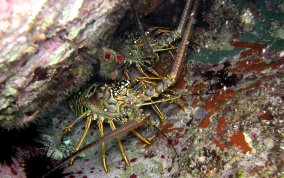Caribbean Spiny Lobster - Panulirus argus