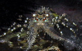 Caribbean Spiny Lobster-Juvenile - Panulirus argus