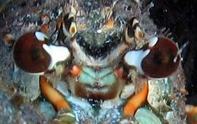Caribbean Spiny Lobster - Panulirus argus