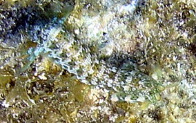 Ciliated False Squilla - Pseudosquilla ciliate