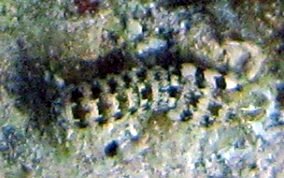 Ciliated False Squilla - Pseudosquilla ciliate