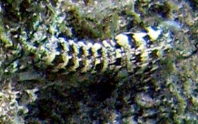 Ciliated False Squilla - Pseudosquilla ciliate