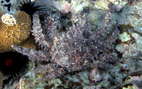 Hairy Clinging Crab - Mithrax pilosus