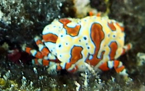 Gaudy Clown Crab - Platypodiella spectabilis