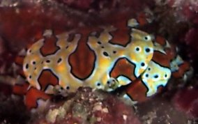Gaudy Clown Crab - Platypodiella spectabilis
