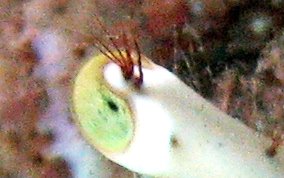 Giant Hermit Crab - Petrochirus diogenes