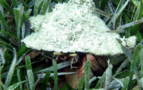 Giant Hermit Crab - Petrochirus diogenes