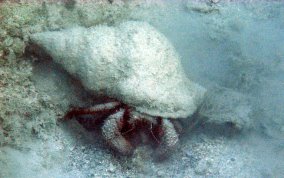 Giant Hermit Crab - Petrochirus diogenes