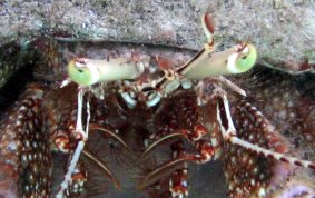 Giant Hermit Crab - Petrochirus diogenes
