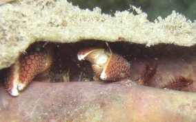 Giant Hermit Crab - Petrochirus diogenes