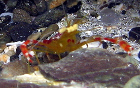 Golden Coral Shrimp - Stenopus scutellatus
