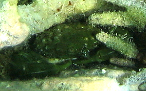 Green Clinging Crab - Mithrax sculptus