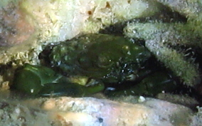Green Clinging Crab - Mithrax sculptus