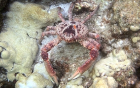 Channel Clinging King Crab - Mithrax spinosissimus