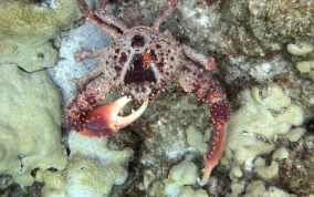 Channel Clinging King Crab - Mithrax spinosissimus