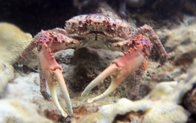 Channel Clinging King Crab - Mithrax spinosissimus
