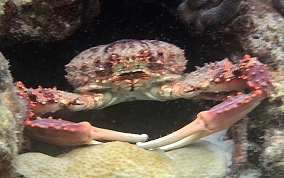 Channel Clinging King Crab - Mithrax spinosissimus