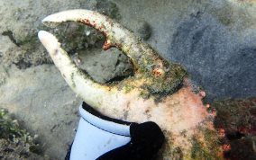 Channel Clinging King Crab - Mithrax spinosissimus