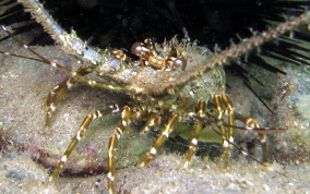 Caribbean Spiny Lobster-Juvenile - Panulirus argus