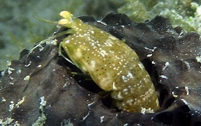 Ciliated False Squilla - Pseudosquilla ciliate