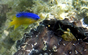 Mantis or Cilliated False Squilla- Beaugregory - Pseudosquilla ciliate