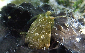 Ciliated False Squilla - Pseudosquilla ciliate