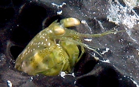 Ciliated False Squilla - Pseudosquilla ciliate