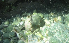Mysid Shrimp - Mysidium spp.