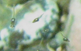 Mysid Shrimp - Mysidium spp.
