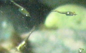 Mysid Shrimp - Mysidium spp.