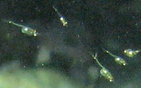 Mysid Shrimp - Mysidium spp.