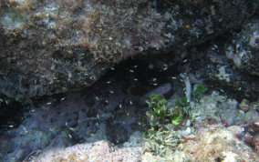Mysid Shrimp - Mysidium spp.