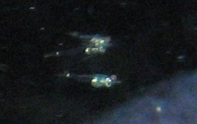 Mysid Shrimp - Mysidium spp.