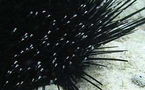 Mysid Shrimp - Mysidium spp.