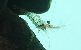 Transparent Prawn (Shrimp) - Palaemon sp.