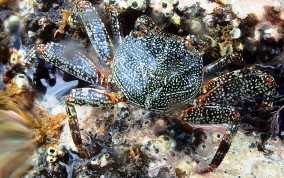Bonefish - Albula vulpes
